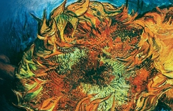 III   